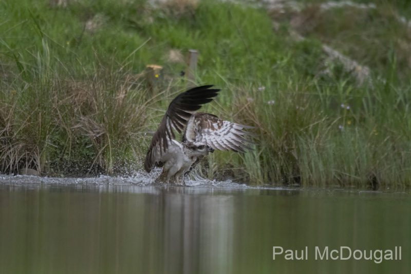 Aviemore Ospreys. Wildlife Photography by Paul McDougall