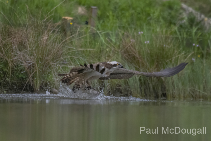 Aviemore Ospreys. Wildlife Photography by Paul McDougall