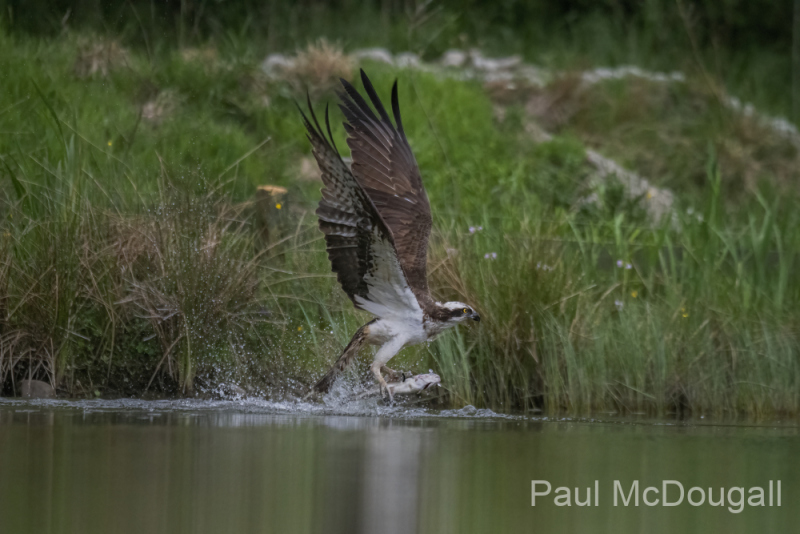 Aviemore Ospreys. Wildlife Photography by Paul McDougall