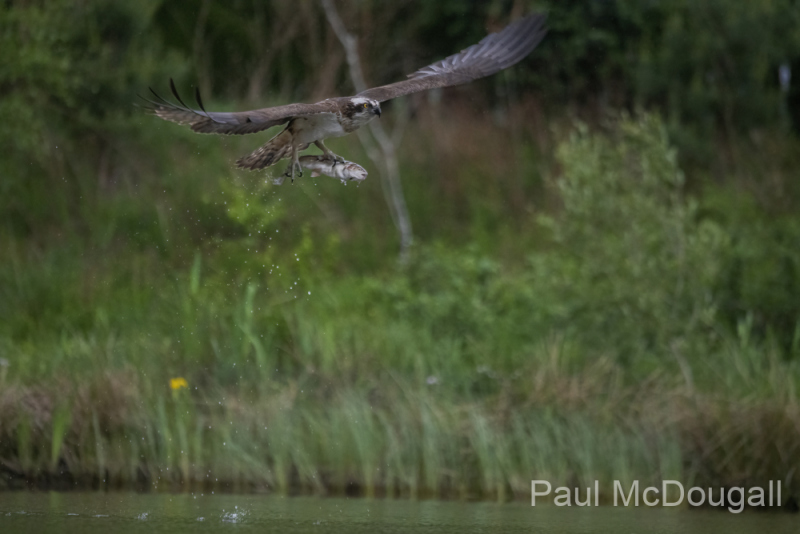 Aviemore Ospreys. Wildlife Photography by Paul McDougall
