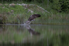 Aviemore Ospreys. Wildlife Photography by Paul McDougall