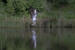 Aviemore Ospreys. Wildlife Photography by Paul McDougall
