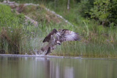 Aviemore Ospreys. Wildlife Photography by Paul McDougall