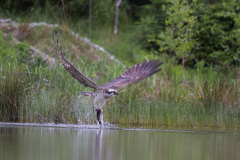 Aviemore Ospreys. Wildlife Photography by Paul McDougall