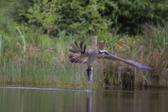 Aviemore Ospreys. Wildlife Photography by Paul McDougall
