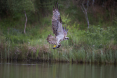 Aviemore Ospreys. Wildlife Photography by Paul McDougall