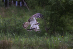 Aviemore Ospreys. Wildlife Photography by Paul McDougall