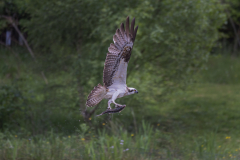 Aviemore Ospreys. Wildlife Photography by Paul McDougall