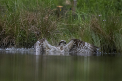 Aviemore Ospreys. Wildlife Photography by Paul McDougall