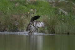 Aviemore Ospreys. Wildlife Photography by Paul McDougall