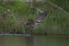 Aviemore Ospreys. Wildlife Photography by Paul McDougall