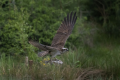 Aviemore Ospreys. Wildlife Photography by Paul McDougall