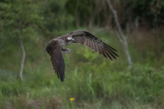 Aviemore Ospreys. Wildlife Photography by Paul McDougall