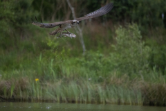 Aviemore Ospreys. Wildlife Photography by Paul McDougall