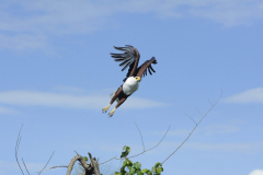 Touch-the-Wild.-Wildlife-Photography.-Paul-McDougall.-Photographing-birds-in-flight.-African-Fish-Eagle-scaled