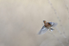 Touch-the-Wild.-Wildlife-Photography.-Paul-McDougall.-Photographing-birds-in-flight.-Chaffinch-scaled