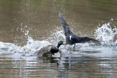 Touch-the-Wild.-Wildlife-Photography.-Paul-McDougall.-Photographing-birds-in-flight.-Coot-2-scaled
