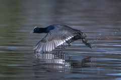 Touch-the-Wild.-Wildlife-Photography.-Paul-McDougall.-Photographing-birds-in-flight.-Coot-3-scaled