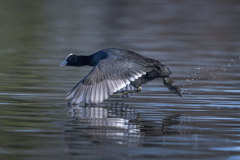 Touch-the-Wild.-Wildlife-Photography.-Paul-McDougall.-Photographing-birds-in-flight.-Coot-3-scaled