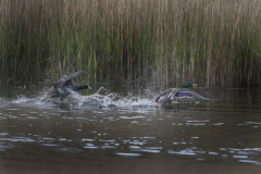 Touch-the-Wild.-Wildlife-Photography.-Paul-McDougall.-Photographing-birds-in-flight.-Coot-scaled