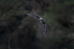 Touch-the-Wild.-Wildlife-Photography.-Paul-McDougall.-Photographing-birds-in-flight.-Cormorant-2-scaled