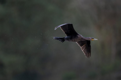 Touch-the-Wild.-Wildlife-Photography.-Paul-McDougall.-Photographing-birds-in-flight.-Cormorant-3-scaled