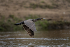 Touch-the-Wild.-Wildlife-Photography.-Paul-McDougall.-Photographing-birds-in-flight.-Cormorant-4-scaled