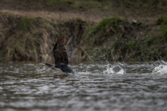 Touch-the-Wild.-Wildlife-Photography.-Paul-McDougall.-Photographing-birds-in-flight.-Cormorant-5-scaled