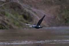 Touch-the-Wild.-Wildlife-Photography.-Paul-McDougall.-Photographing-birds-in-flight.-Cormorant-scaled