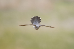 Touch-the-Wild.-Wildlife-Photography.-Paul-McDougall.-Photographing-birds-in-flight.-Cuckoo-scaled