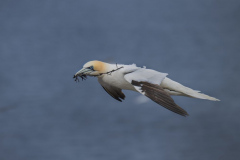 Touch-the-Wild.-Wildlife-Photography.-Paul-McDougall.-Photographing-birds-in-flight.-Gannet-2-scaled