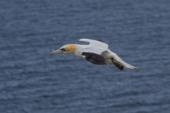 Touch-the-Wild.-Wildlife-Photography.-Paul-McDougall.-Photographing-birds-in-flight.-Gannet-3-scaled