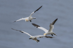 Touch-the-Wild.-Wildlife-Photography.-Paul-McDougall.-Photographing-birds-in-flight.-Gannet-4-scaled