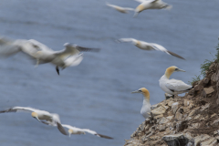 Touch-the-Wild.-Wildlife-Photography.-Paul-McDougall.-Photographing-birds-in-flight.-Gannet-5-scaled