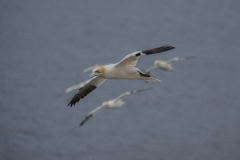 Touch-the-Wild.-Wildlife-Photography.-Paul-McDougall.-Photographing-birds-in-flight.-Gannet-6-scaled