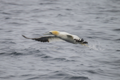 Touch-the-Wild.-Wildlife-Photography.-Paul-McDougall.-Photographing-birds-in-flight.-Gannet-scaled