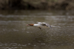Touch-the-Wild.-Wildlife-Photography.-Paul-McDougall.-Photographing-birds-in-flight.-Gooseander-scaled