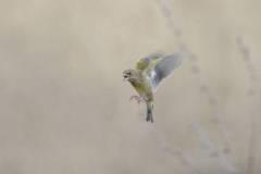 Touch-the-Wild.-Wildlife-Photography.-Paul-McDougall.-Photographing-birds-in-flight.-Greenfinch-scaled