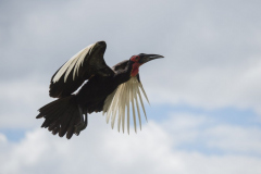 Touch-the-Wild.-Wildlife-Photography.-Paul-McDougall.-Photographing-birds-in-flight.-Ground-Hornbill-2-scaled