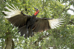 Touch-the-Wild.-Wildlife-Photography.-Paul-McDougall.-Photographing-birds-in-flight.-Ground-Hornbill-scaled
