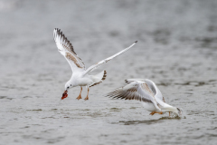 Touch-the-Wild.-Wildlife-Photography.-Paul-McDougall.-Photographing-birds-in-flight.-Gull-2-scaled