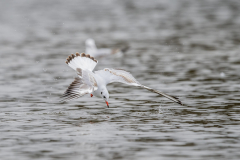 Touch-the-Wild.-Wildlife-Photography.-Paul-McDougall.-Photographing-birds-in-flight.-Gull-3-scaled