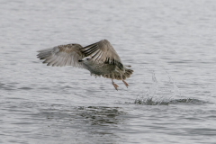 Touch-the-Wild.-Wildlife-Photography.-Paul-McDougall.-Photographing-birds-in-flight.-Gull-4-scaled