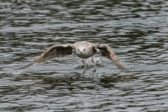 Touch-the-Wild.-Wildlife-Photography.-Paul-McDougall.-Photographing-birds-in-flight.-Gull-5-scaled