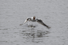Touch-the-Wild.-Wildlife-Photography.-Paul-McDougall.-Photographing-birds-in-flight.-Gull-7-scaled