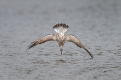 Touch-the-Wild.-Wildlife-Photography.-Paul-McDougall.-Photographing-birds-in-flight.-Gull-scaled