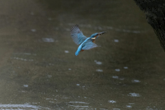 Touch-the-Wild.-Wildlife-Photography.-Paul-McDougall.-Photographing-birds-in-flight.-Kingfisher-scaled