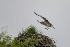 Touch-the-Wild.-Wildlife-Photography.-Paul-McDougall.-Photographing-birds-in-flight.-Osprey-2-scaled