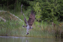Touch-the-Wild.-Wildlife-Photography.-Paul-McDougall.-Photographing-birds-in-flight.-Osprey-3-scaled