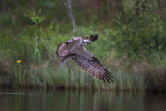 Touch-the-Wild.-Wildlife-Photography.-Paul-McDougall.-Photographing-birds-in-flight.-Osprey-4-scaled